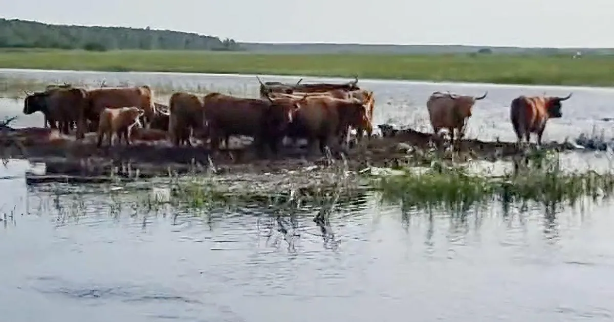 Veised jäid loodus­kaitse­alal suure vee sisse