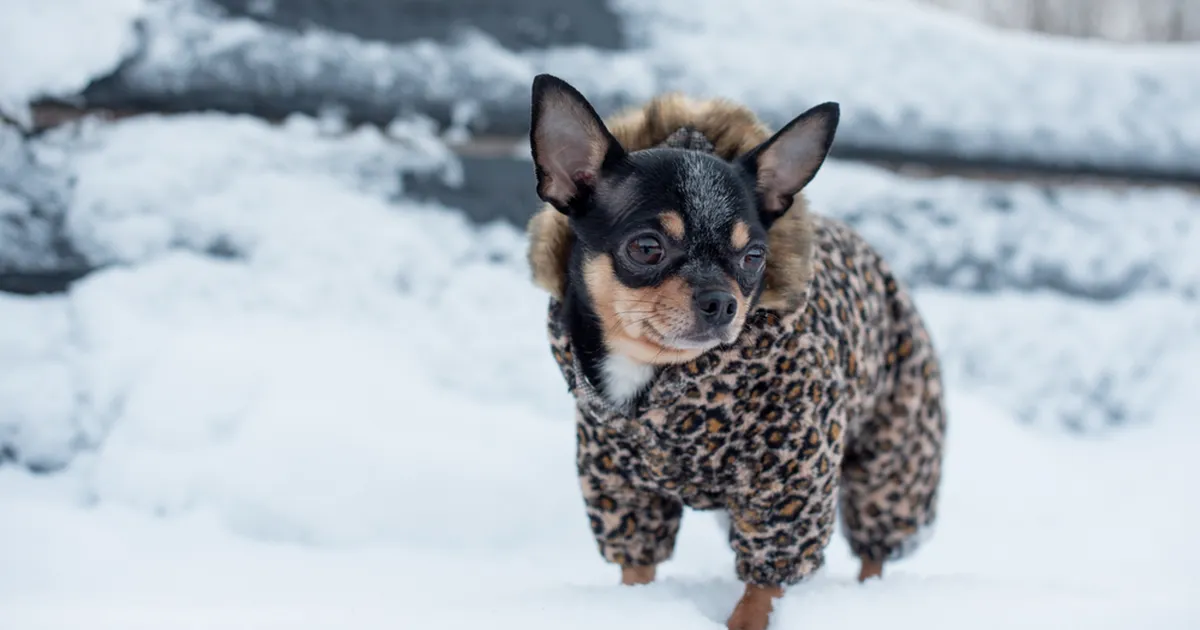 KANGELANE ⟩ Väike chihuahua päästis mägedes mehe elu