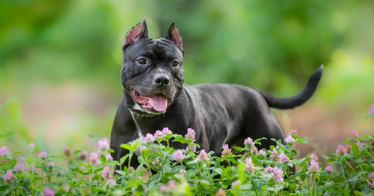 VIDEO ⟩ Suur koer keeldub möödumast ühest majast ning põhjus ajab kõiki naerma