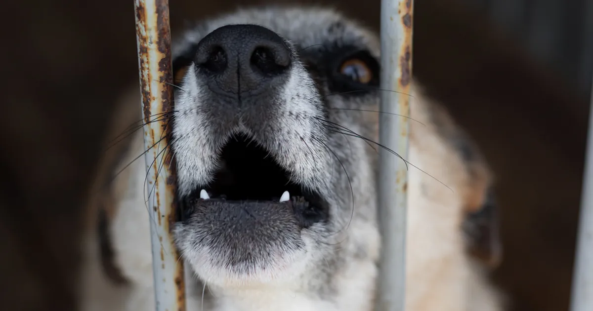 VAATA ⟩ Üle 100 koera päästeti kohutavatest tingimustest