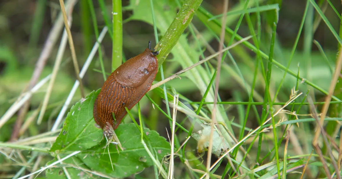 FOTO JA VIDEO ⟩ Hispaania teeteod terroriseerivad Eesti elanikke. «Aknal laiutab 15 cm pikkune pruun elukas!»