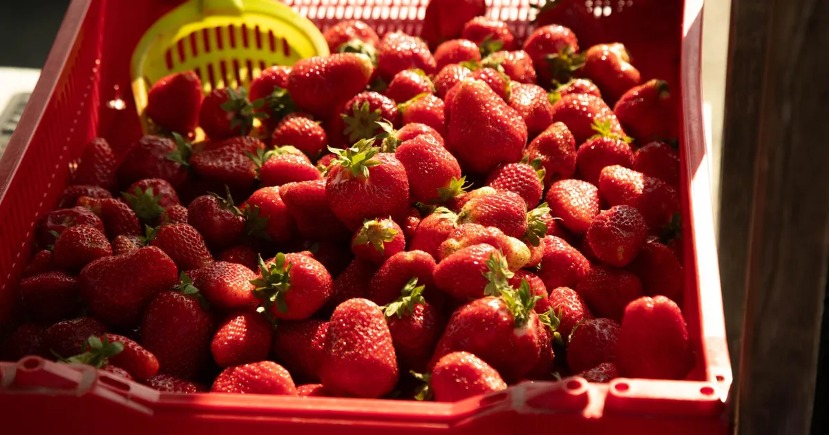 Tarbijakaitse hoiatab maantee ääres müüjate ebatäpsete kaalude eest: postitus ajas aga rahval harja punaseks