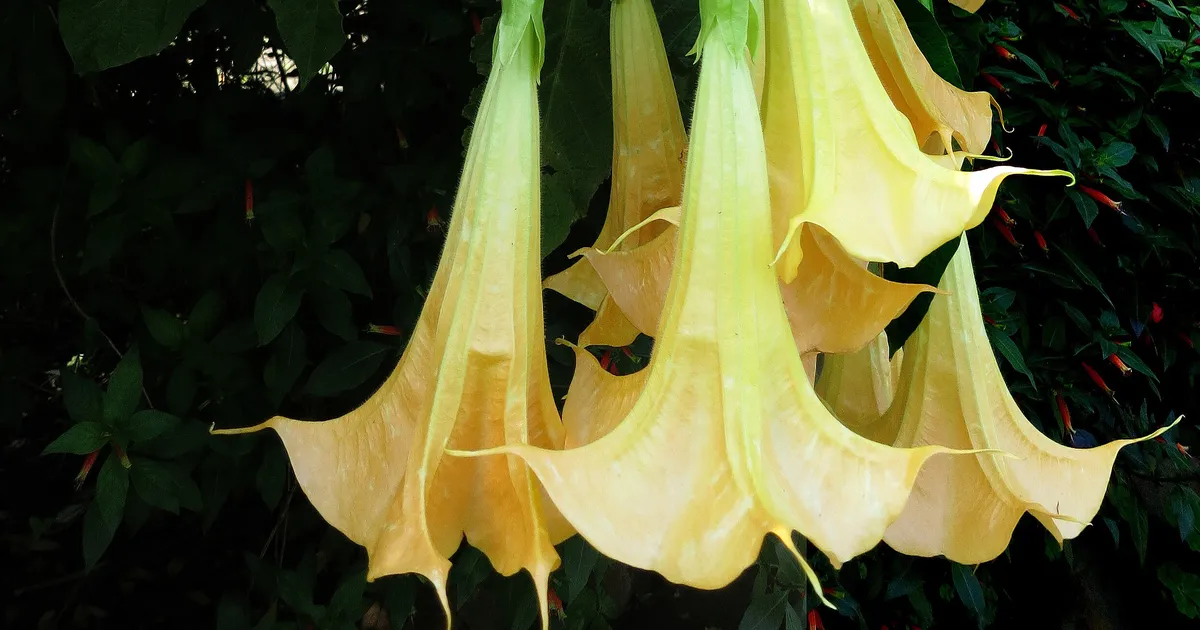 Euroopasse on jõudnud inimesi zombistav aine