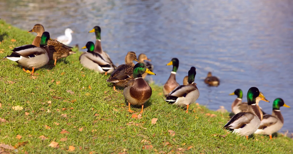 VAATA ⟩ Partide toitmine võttis ootamatu pöörde