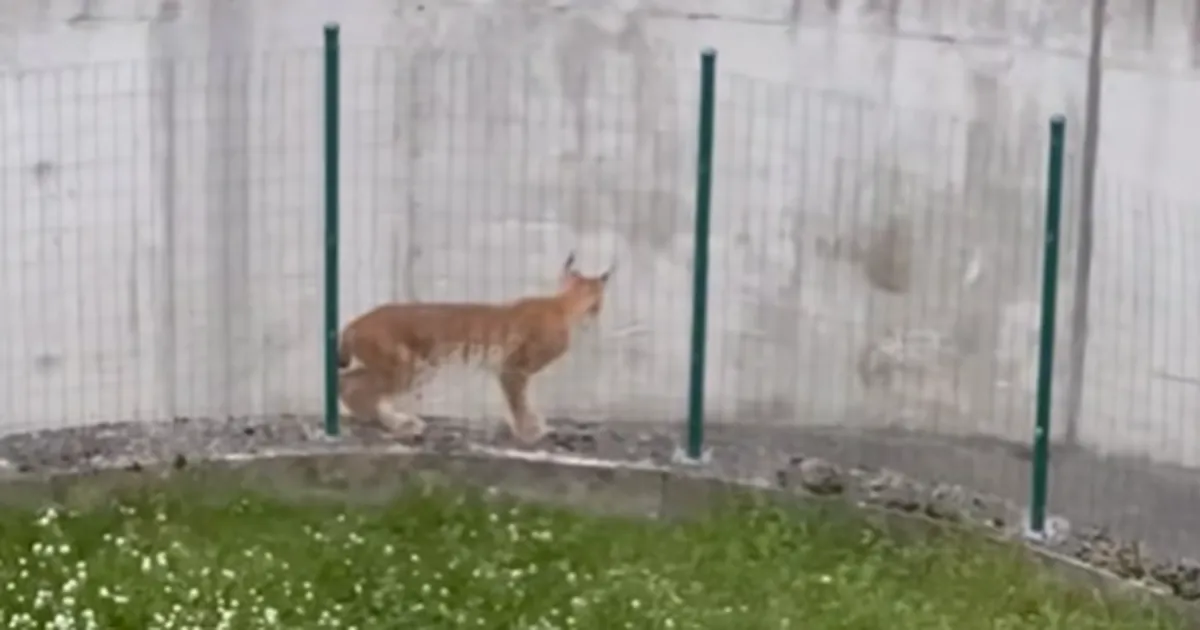 VIDEOD ⟩ «Appi kui kurb, loom nii paanikas!» Tallinna kesklinnas silkas ringi hirmunud ilves