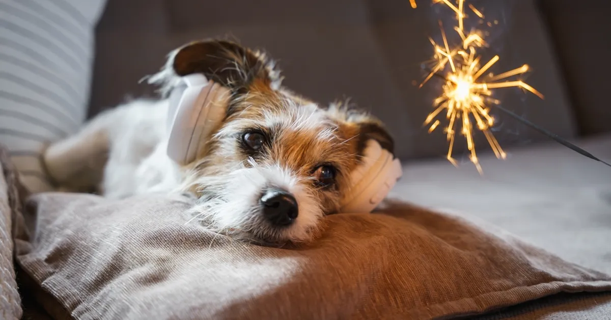 VIDEO ⟩ Millist muusikat loomad tegelikult kuulata tahavad?