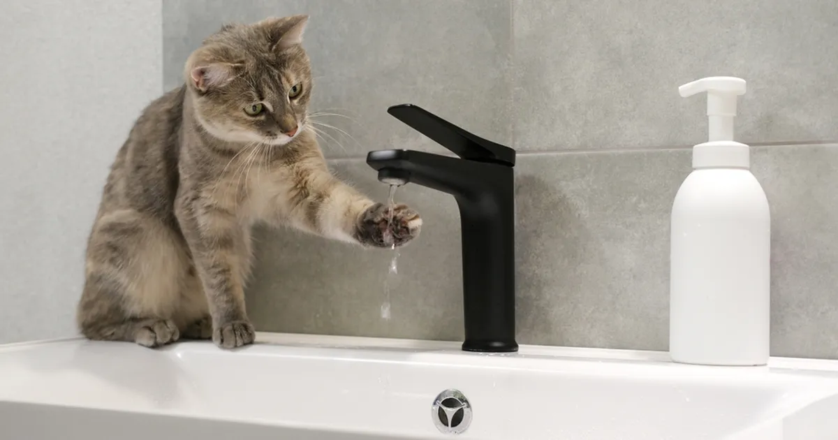 VIDEO ⟩ Kassi naljaka käitumise taga oli üllatav põhjus