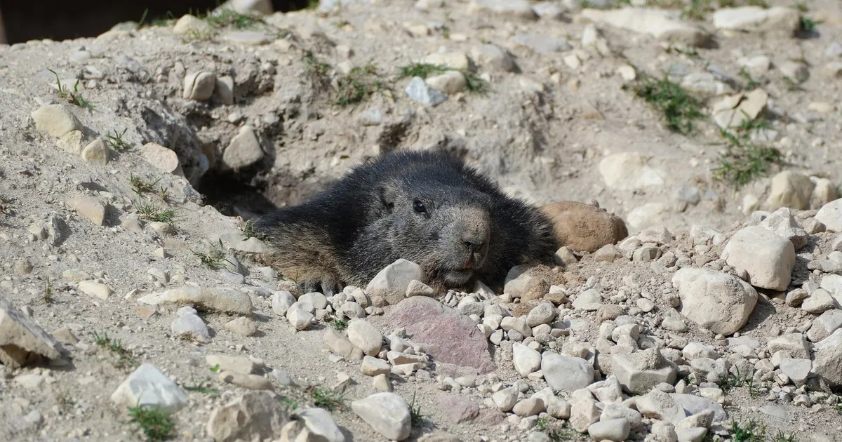 Suur põgenemine: Tallinna loomaaias pani üks asukas puurist plehku