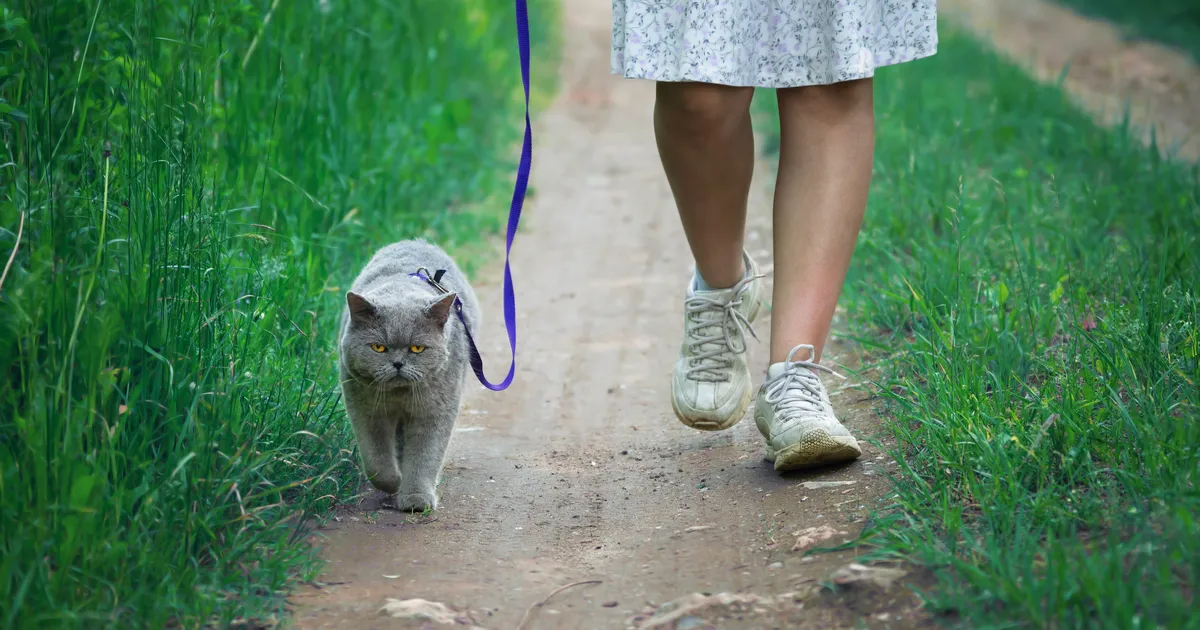 Asjatundja selgitab, miks peaksid oma kassi rihma otsas jalutama õpetama