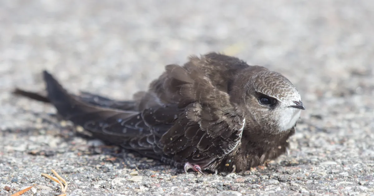 TRAHV ÜLE 1000 EURO? ⟩ Töömehed jätsid ehitusel ette jäänud linnupojad surema, keskkonnaamet alustas väärteomenetlust