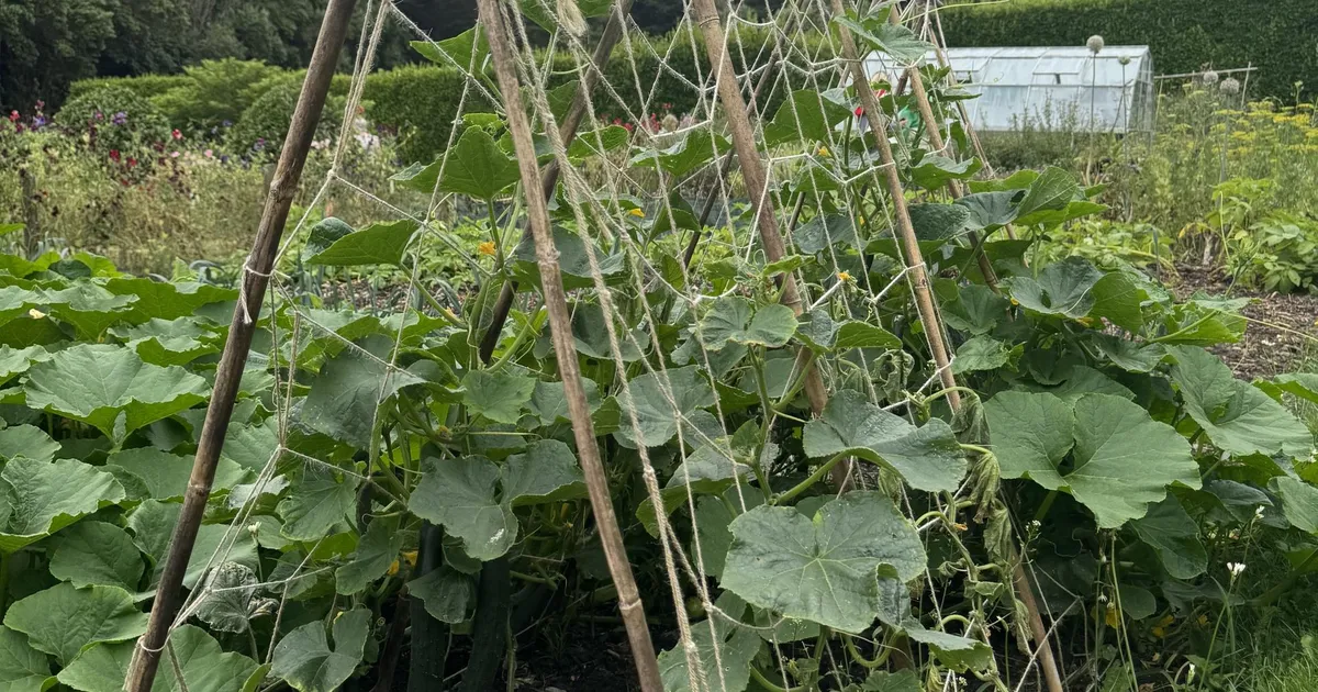 NÄDALA AED ⟩ Aiaviljad ilma meelevallas