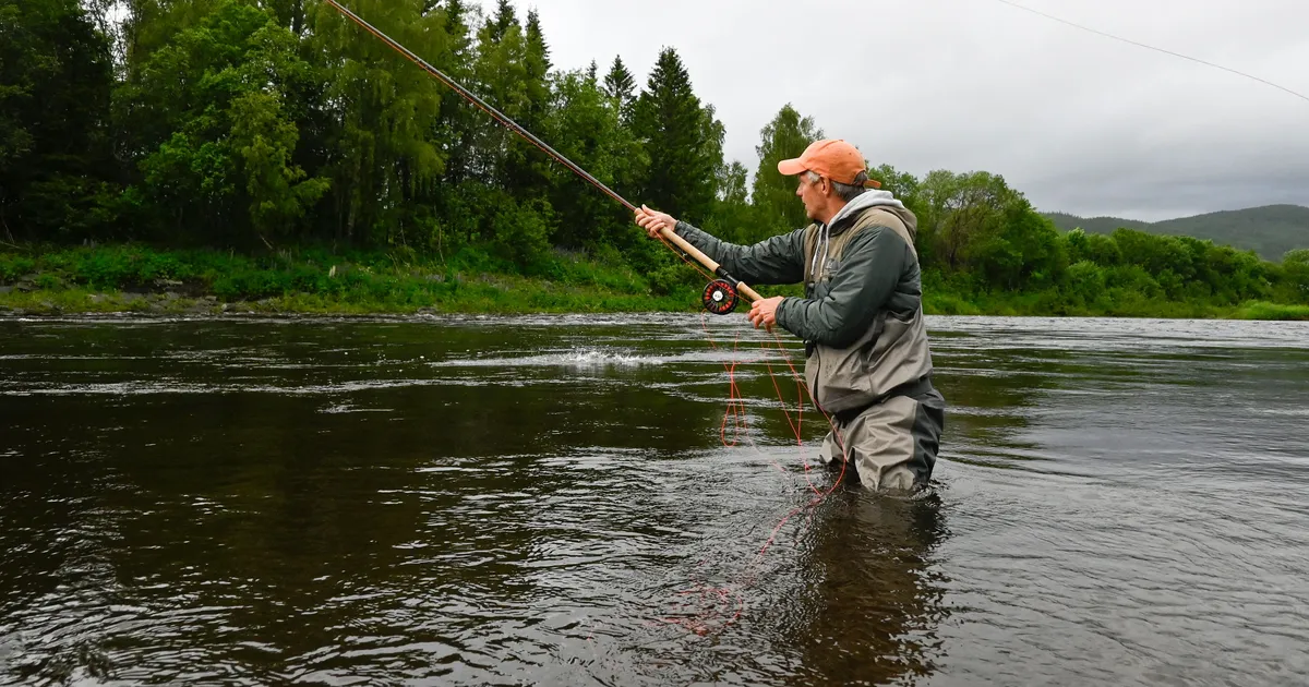 Norra lõhed ujuvad vaikselt, ent kindlalt väljasuremise poole