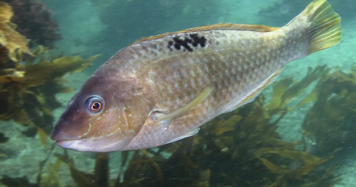 ELU NAGU ERAKONNAS ⟩ Müsteerium akvaariumis: kuidas kala paukselt emasest isaseks muutub