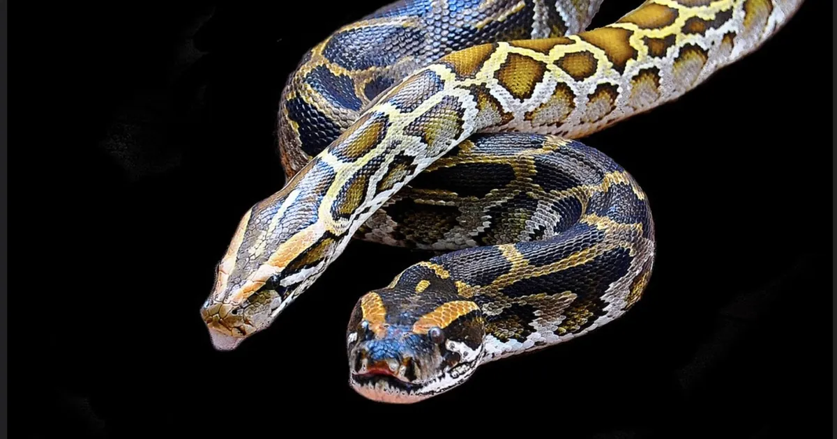 Püütonite kõhust leiti enneolematud rakud – ka maffiabossid tahaksid neid kasutada