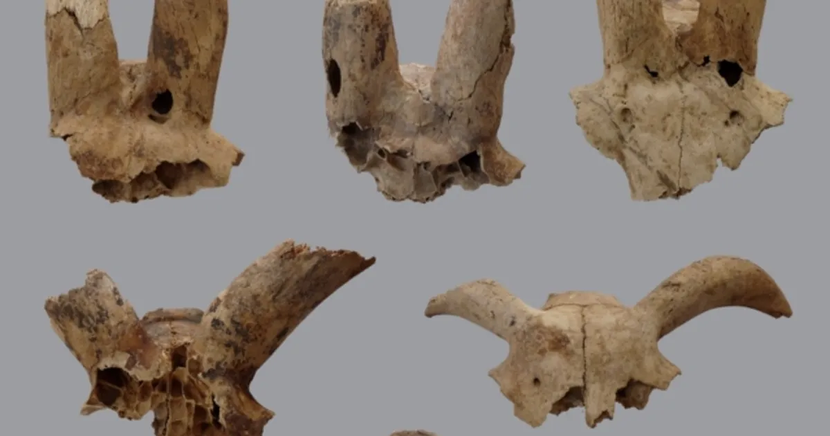 5700 aastat tagasi tehti lammastega Egiptuses midagi enneolematut – põhjusi ei teata tänaseni