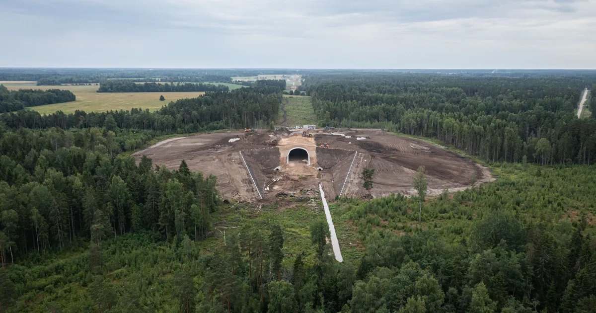 Enim hävitab metsa riik, seadusemuudatus võimendaks hävingut veelgi