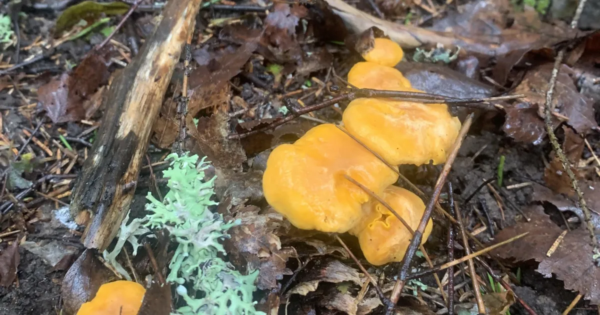 LOODUSKALENDER ⟩ Ilm on hukas