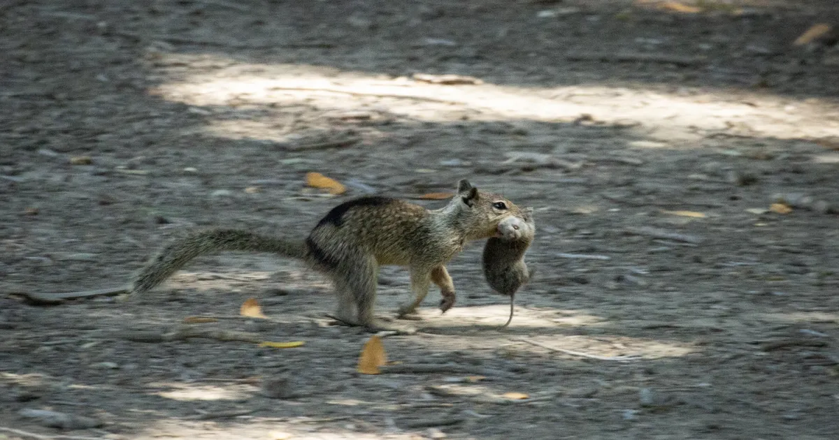 USKUMATU LUGU ⟩ Neist Kalifornia nunnudest karvapallidest on saanud verejanulised kiskjad ja lihasööjad