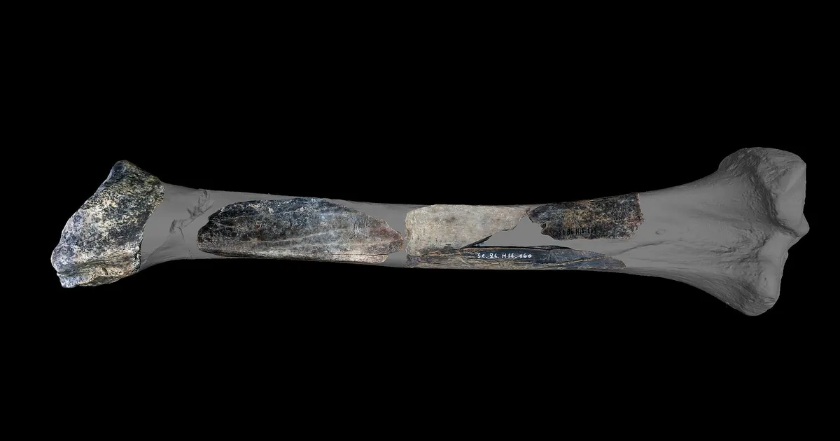 Belgia koopast leiti ülivana «šveitsi armeenuga» – neandertallaste oma