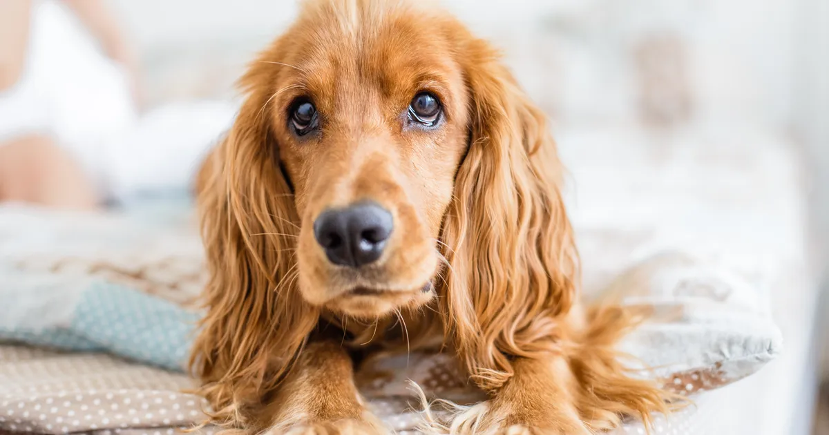 Loomaarst paljastas viis koeratõugu, kes teda hirmutavad – üks neist on eriti üllatav