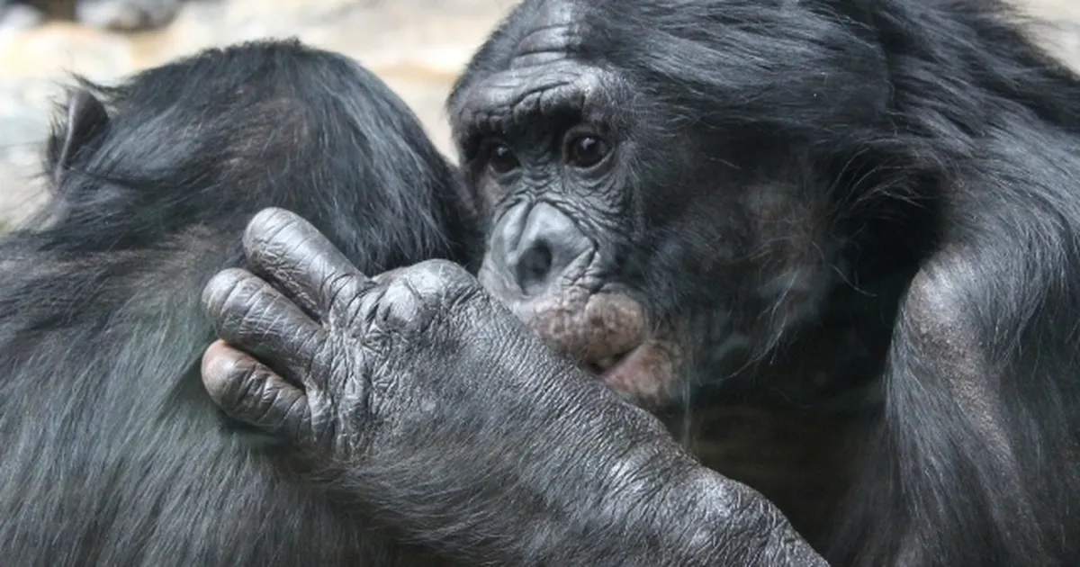 Uurijad: inimahvlaste hulgast me alfa-isaseid ei leidnud – asjad käivad hoopis teistmoodi