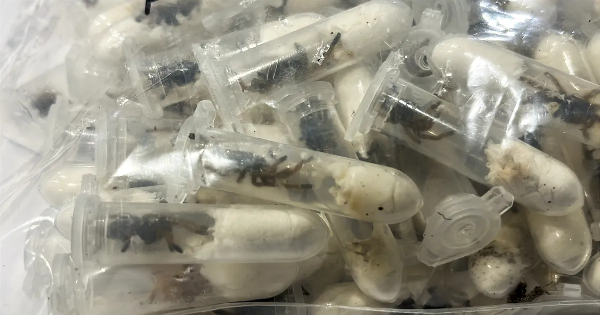 Saksa toll leidis koogikarpidest 1500 tarantlit