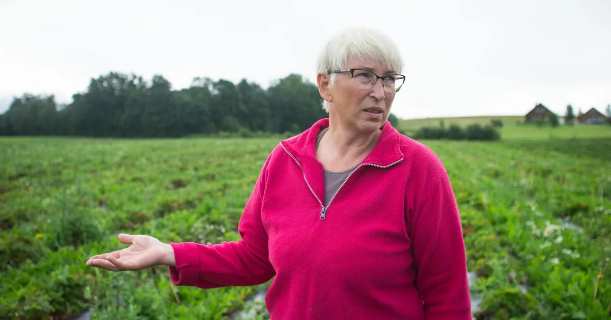 Põllupidaja neab tänavust suve: sellist pole 30 aastat näinud