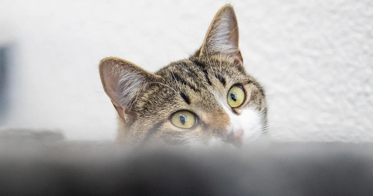 Ene Kallas ⟩ Täiskustud pükstest ja kiibist seljas