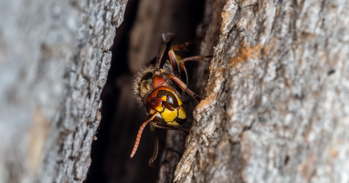 UUS OHT ⟩ Agressiivne «mõrtsukherilane» läheneb jõudsalt Eestile