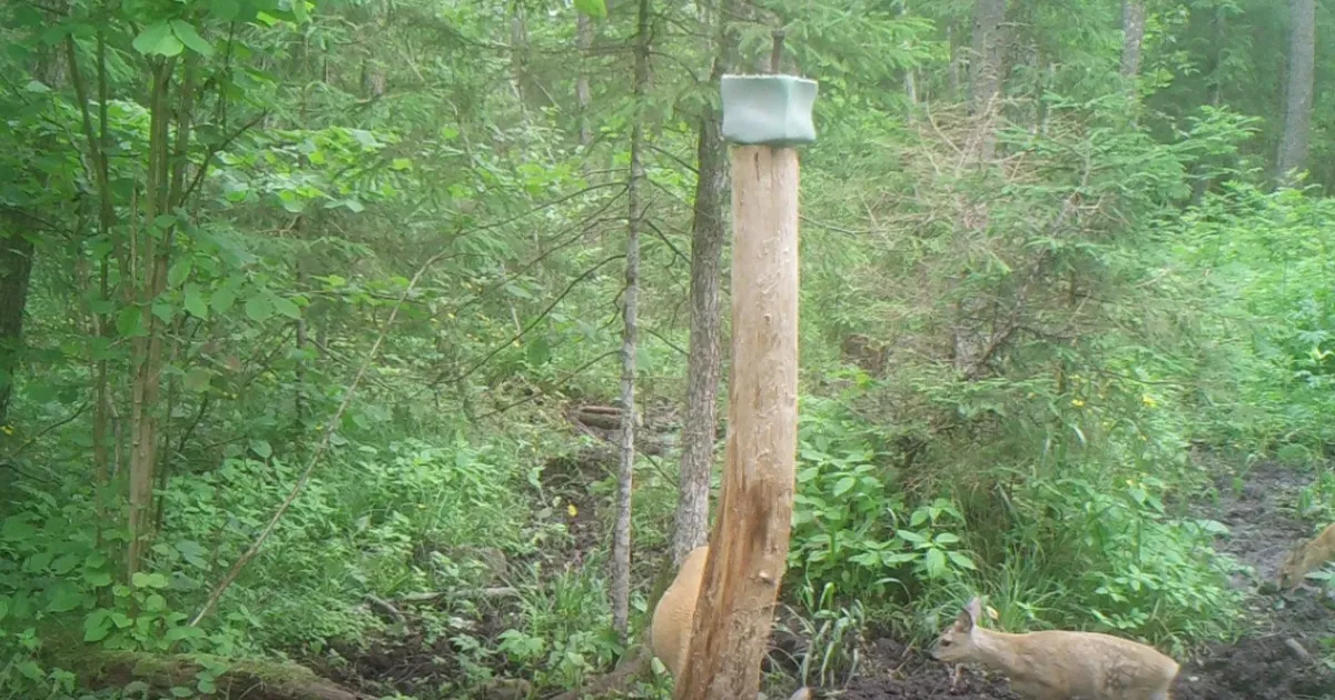 Viljandimaal jäi rajakaamera ette eriline kitsepere: sellist asja näeb väga harva