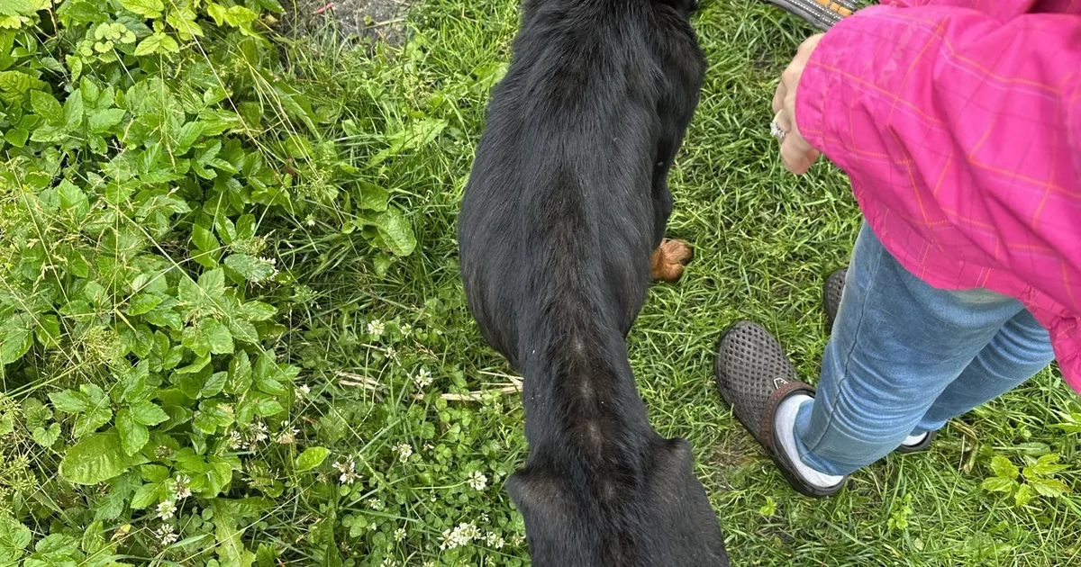 ÕÕVASTAV VAATEPILT ⟩ Aianurka piinlema jäetud koer oli kõhn nagu luukere ning tuli omanikult ära võtta