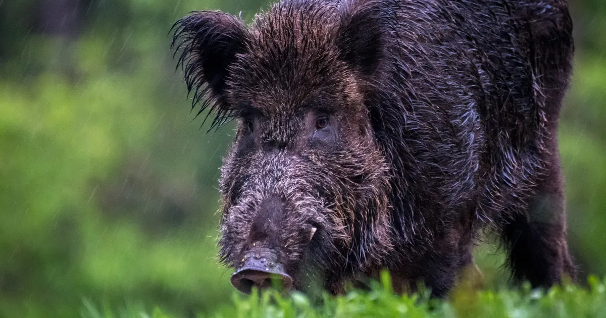Pidu 11 000 aastat tagasi: võta oma metssiga kaasa
