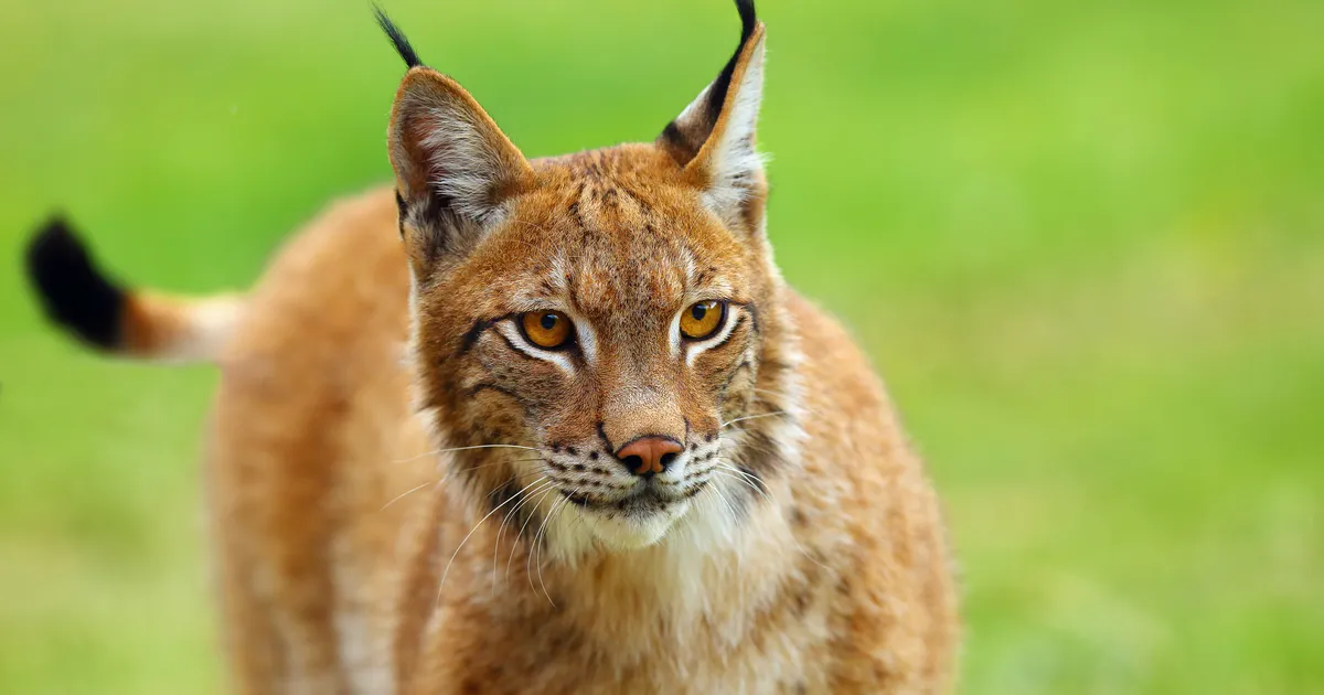 VIDEO ⟩ Pärnumaa kodu hoovi tulnud kiskja hakkas pere lemmiklooma taga ajama
