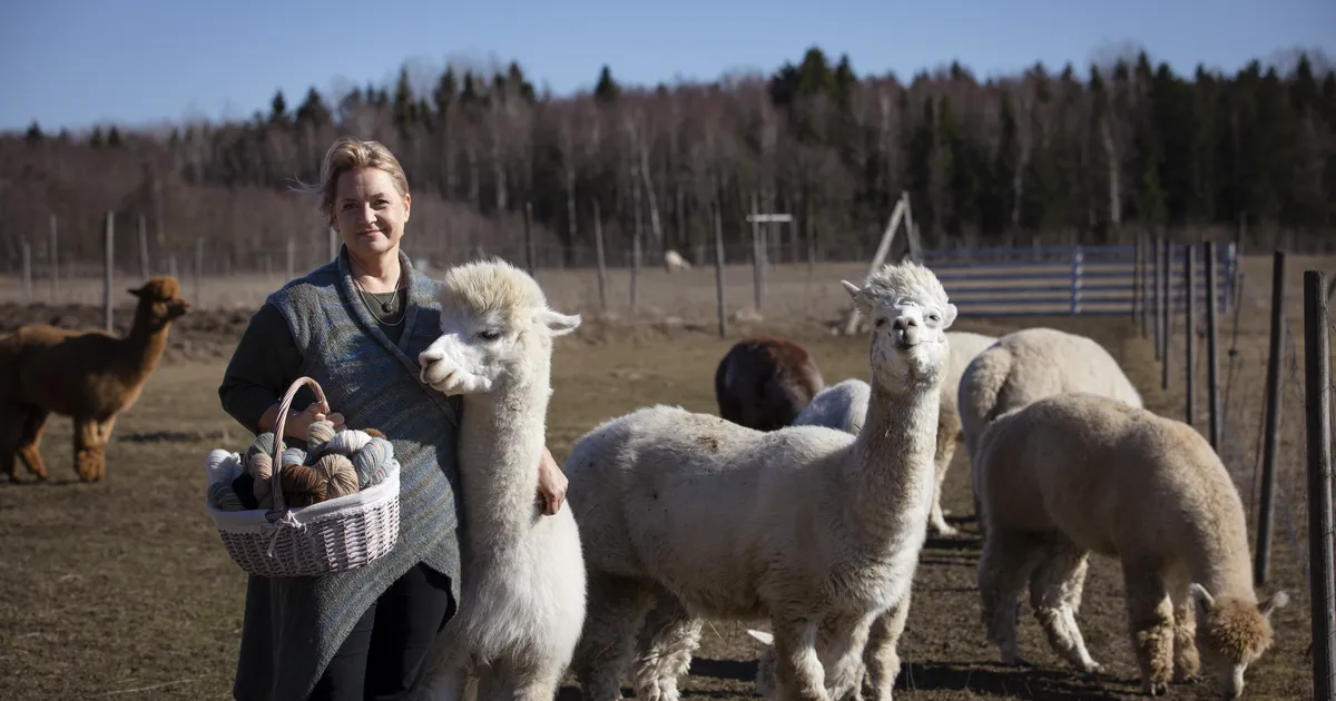 Alpakad, inimesed ja ideaalid: talu, mis kasvas ettevõtteks