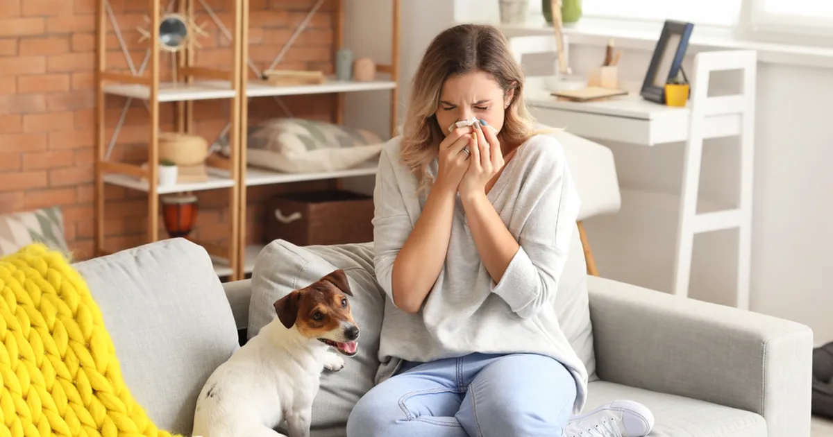 Millised koeratõud sobivad allergikutele kõige paremini?