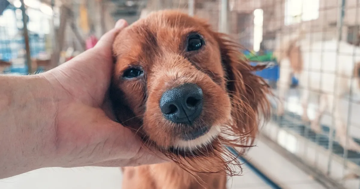 Südameid murdev video paljastab, miks koeri varjupaika jäetakse: ta lihtsalt vajas rohkem aega