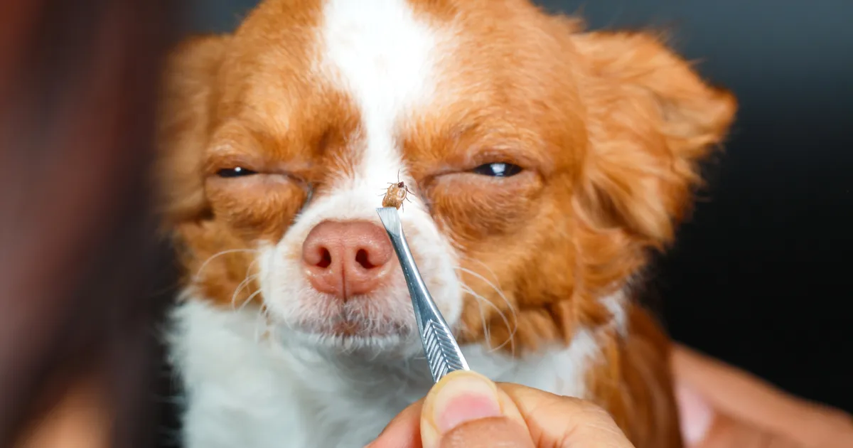 KASULIK TEADA ⟩ See igas köögis leiduv toiduaine peletab puugid sinu koerast ja kassist eemale