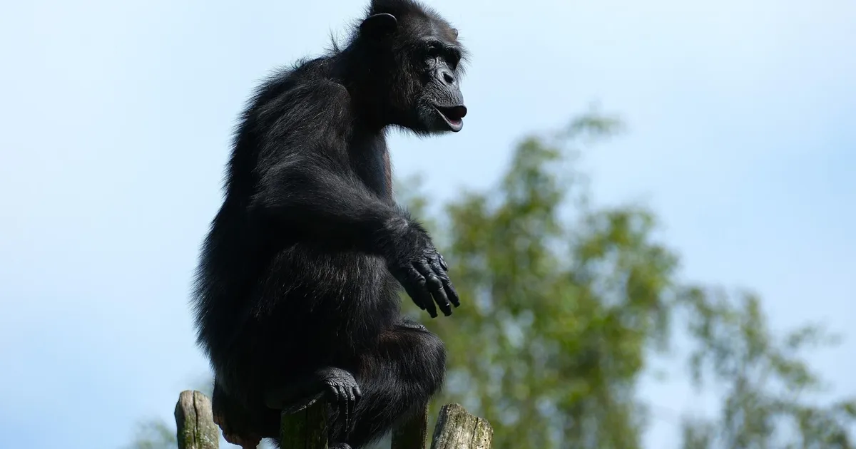 Püüton Kaneelirull käis õues jalutamas: loe, mis toimus sel nädalal loomaaias