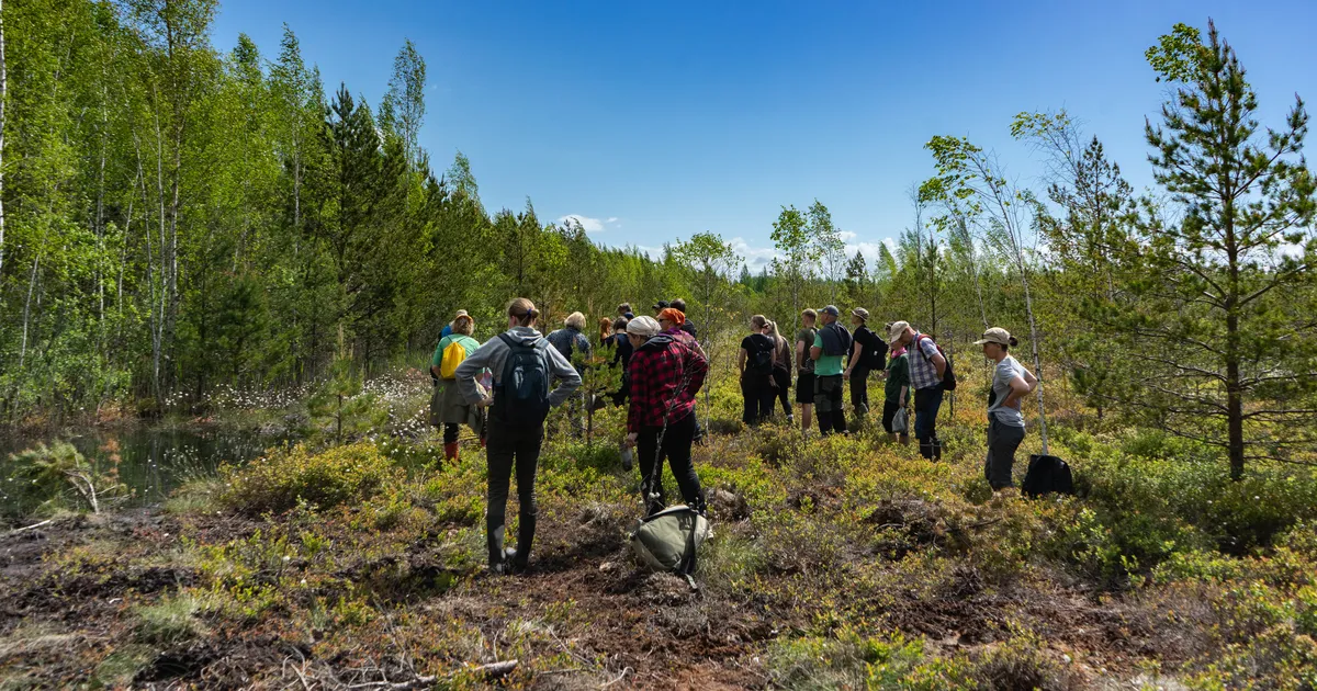 Kõrsa soos saab proovida teadlase ametit