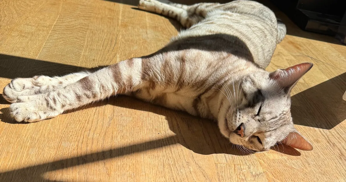 2 kuud kadunud olnud Viimsi kass leiti ootamatust kohast