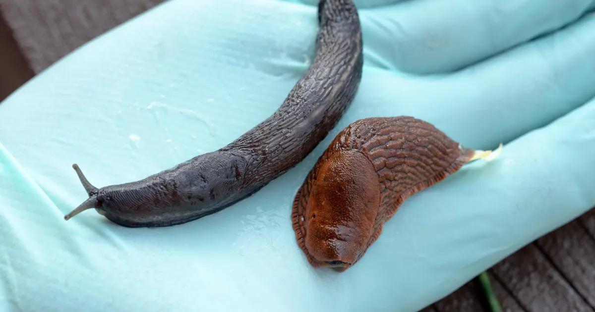 LUUBI ALL ⟩ Imeline geneetiline super­kohastuja ründab Eestit