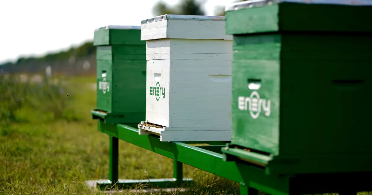 Enery Rummu ja Järsi päikeseparkides hakatakse mett tootma