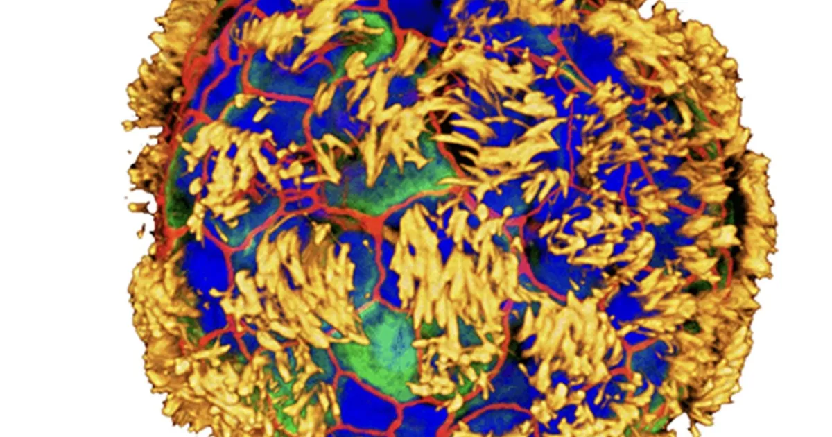 Inimese enda rakkudest tehti üliväike robot, mis katkisi rakke parandama asub – ka vähi sööb välja!