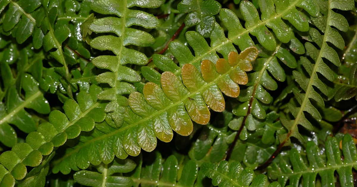 Sõnajalad suudavad aega tagasi pöörata