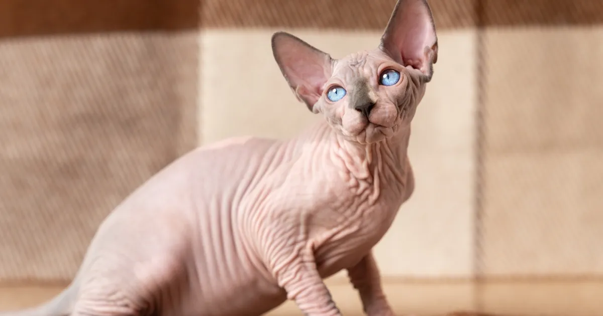 USKUMATU ⟩ Mees sai eluohtlikke kehavigastusi: kuulsin karjumist ja nägin verd