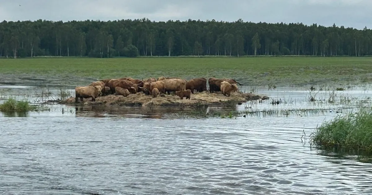 Möödakäijad ahastavad väidetavalt uppuvate veiste üle, omaniku sõnul ohtu pole