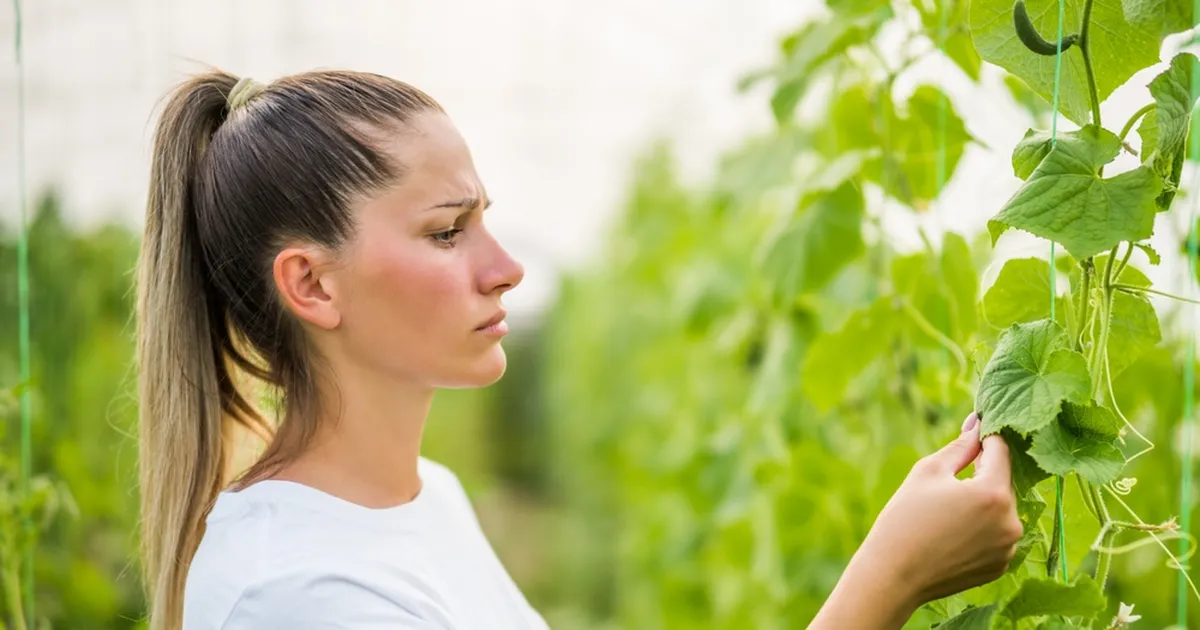 ETTEVAATUST ⟩ Kiratsevate kurkide süüdlaseks võib olla peenranaaber