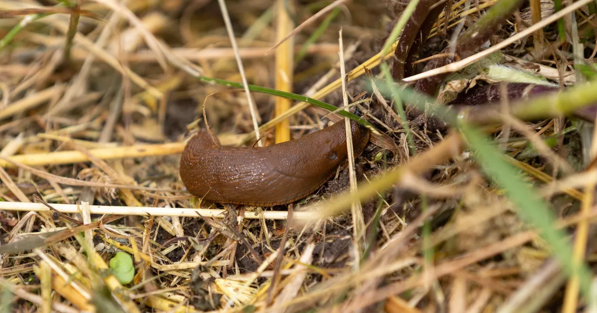 Haabersti linnaosa valitsus korraldab Hispaania teetigude korjamise võistluse