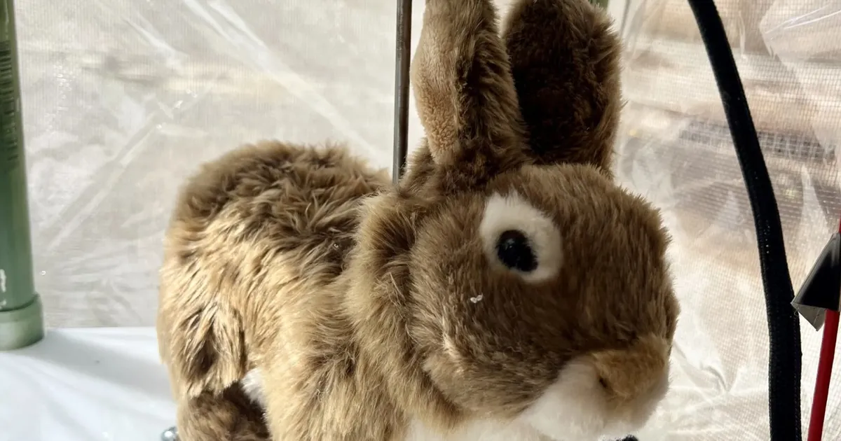 ROBOTJÄNKU ⟩ See tilluke, karvane tegelane astub Floridas võitlusse ohtlike püütonitega