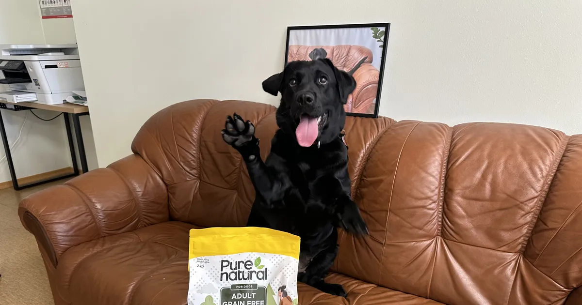 Labrador Gloria teab, kuidas tööelu paremaks teha: ta saab igal kuul parima töötaja tiitli!